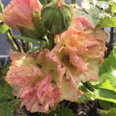 Alcea rosea Spring Celebrities Apricot / Stokrose