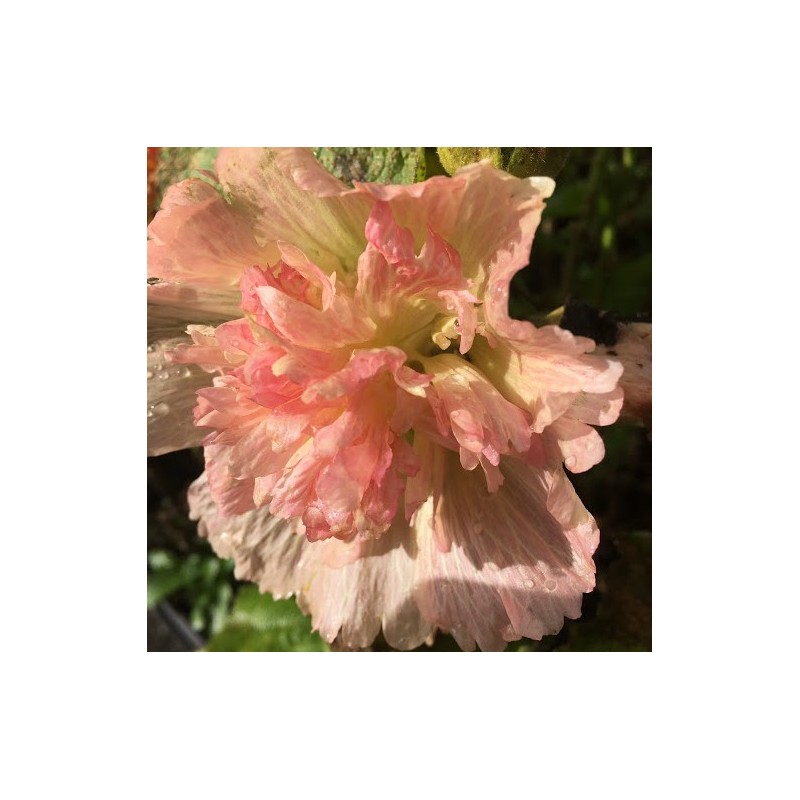Alcea rosea Spring Celebrities Apricot / Stokrose Alcea rosea Spring Celebrities Apricot / Stokrose