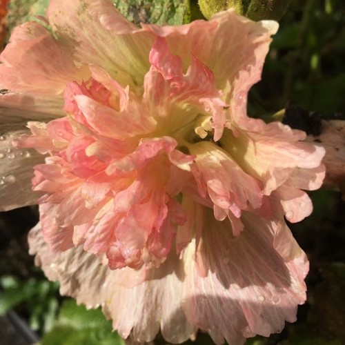 Alcea rosea Spring Celebrities Apricot / Stokrose