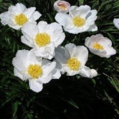 Paeonia lactiflora Krinkled White / Silkepæon