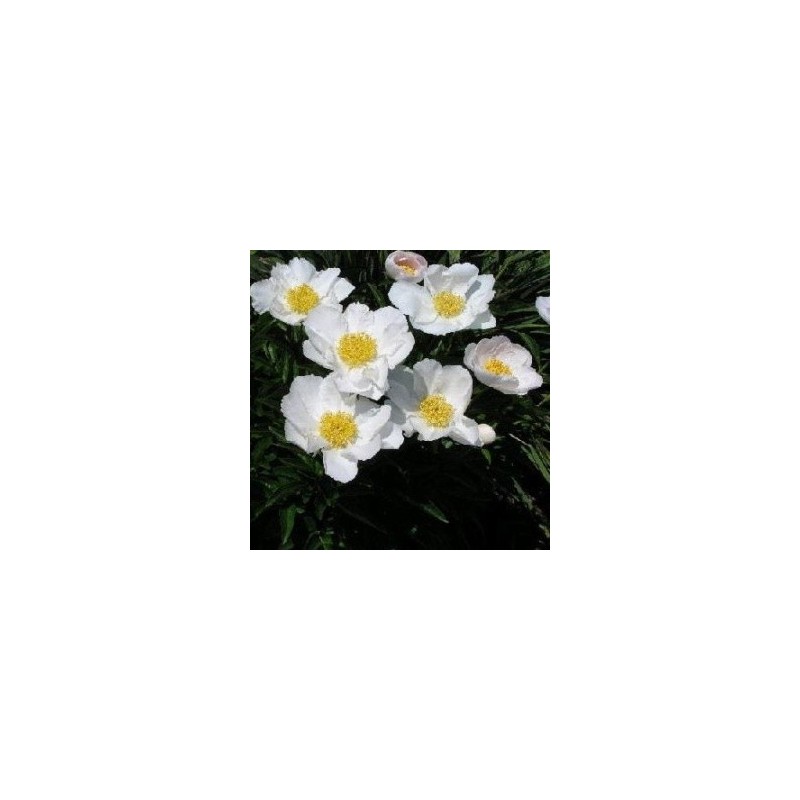 Paeonia lactiflora Krinkled White / Silkepæon