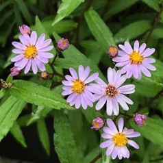 Aster ageratoides Harry Schmidt / Asters