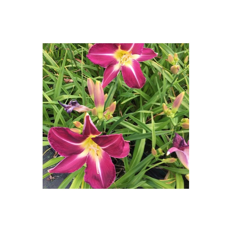 Hemerocallis hybrid Lavender Deal / Daglilje Hemerocallis hybrid Lavender Deal / Daglilje