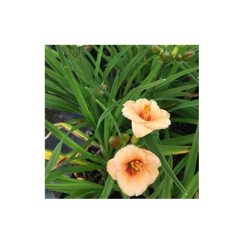 Hemerocallis hybrid You Angel You / Daglilje Hemerocallis hybrid You Angel You / Daglilje