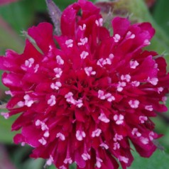 Knautia macedonica Thunder And Lightning® / Blåhat