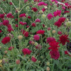 Knautia macedonica Thunder And Lightning® / Blåhat