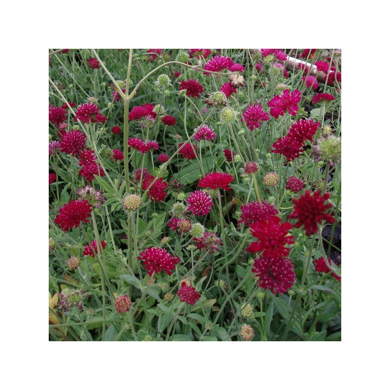 Knautia macedonica Thunder And Lightning® / Blåhat