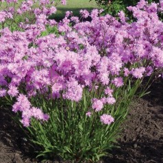 Lychnis flos-cucularis Petite Jenny - Trævlekrone