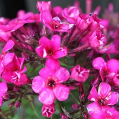 Phlox paniculata Early Cerise / Høstfloks