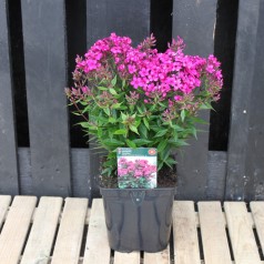 Phlox paniculata Early Cerise / Høstfloks