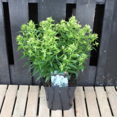 Phlox paniculata Early White / Høstfloks