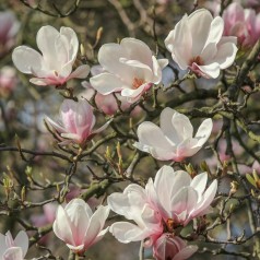 Magnolia soulangeana Superba - Magnolia