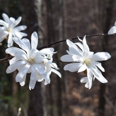 Magnolia stellata Royal Star - Stjernemagnolia