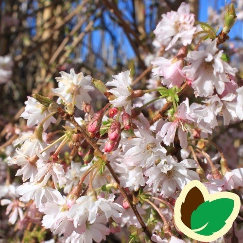 Prunus subhirtella Autumnalis - Oktoberkirsebær / 120 cm. stamme