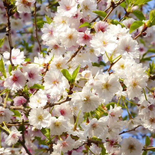 Prunus subhirtella yedoensis Hally Jolivette - Prydkirsebær - 120 cm. stamme