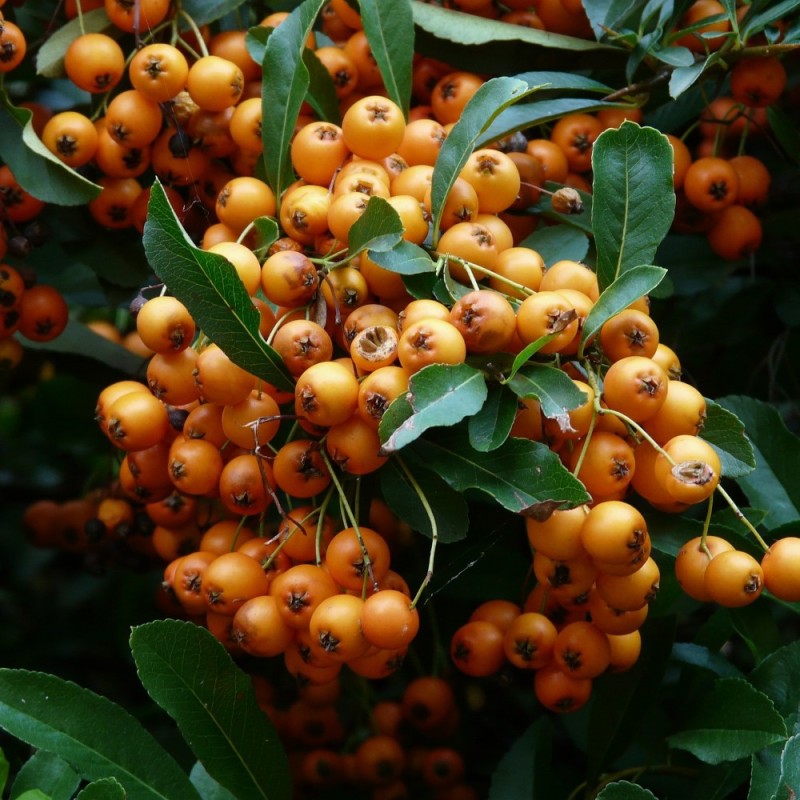 Pyracantha Golden Charmer - Ildtorn