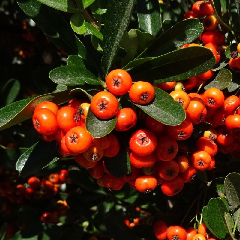 Pyracantha Orange Glow - Ildtorn