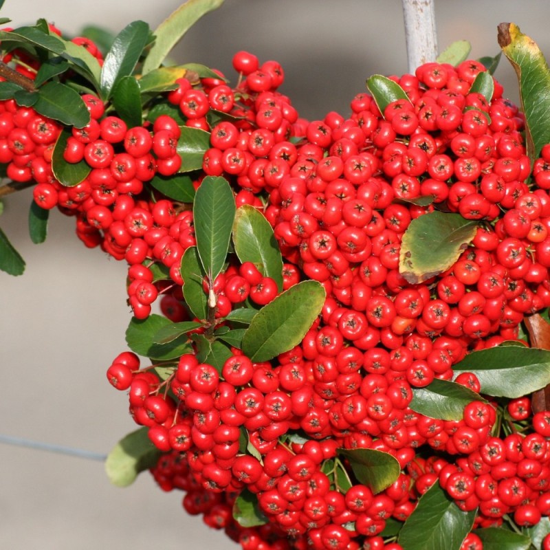 Pyracantha Red Column / Ildtorn