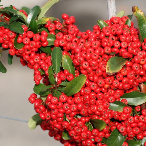 Pyracantha Red Column / Ildtorn