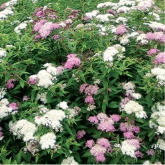 Spiraea japonica Genpei (Shirobana) - Tofarvet spiræa