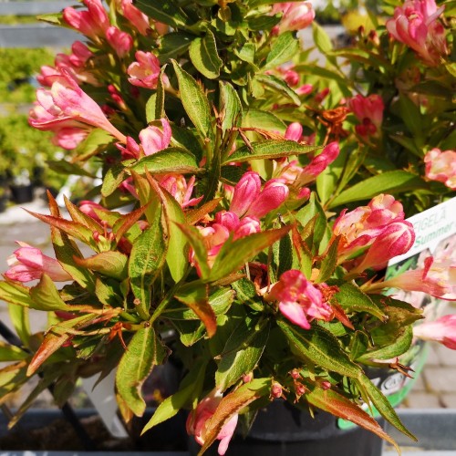 Klokkebusk All Summer Peach 25-40 cm. - Weigela florida All Summer Peach (Slingpink)