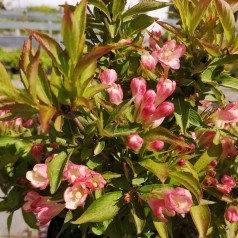 Klokkebusk All Summer Peach 25-40 cm. - Weigela florida All Summer Peach (Slingpink)