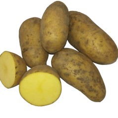Allians Læggekartofler -- 10 Kg.