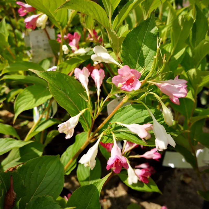 Weigela florida Marjorie - To farvet Klokkebusk