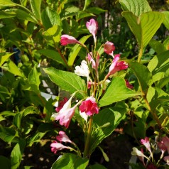 Weigela florida Marjorie - To farvet Klokkebusk