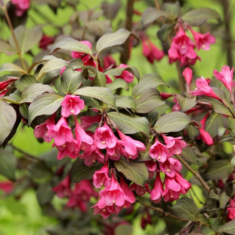 Weigela florida Victoria - Klokkebusk