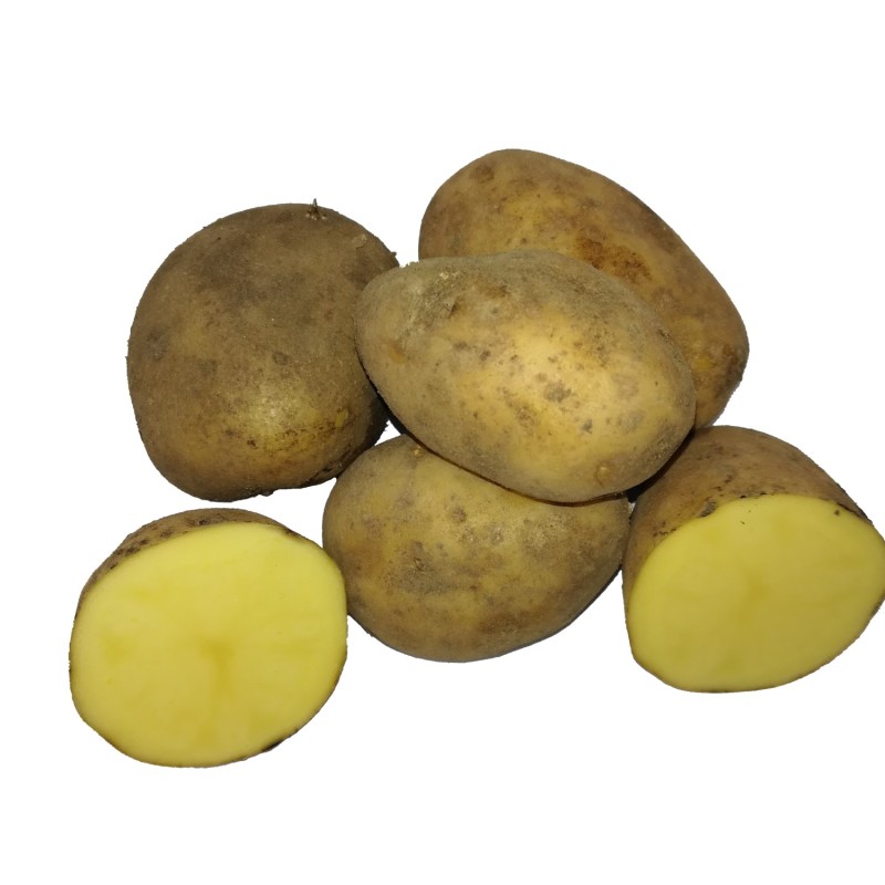 Økologiske Læggekartofler Bellinda -- 25 Kg.