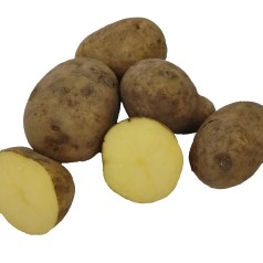 Elfe Læggekartofler – 2 Kg.