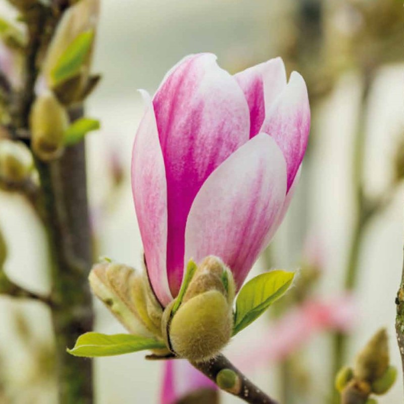 Magnolia Satisfaction - Magnolie