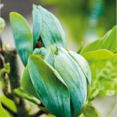Magnolia acuminata Seiju - Magnolie