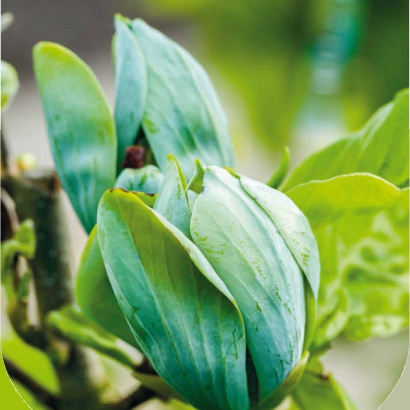 Magnolia acuminata Seiju - Magnolie