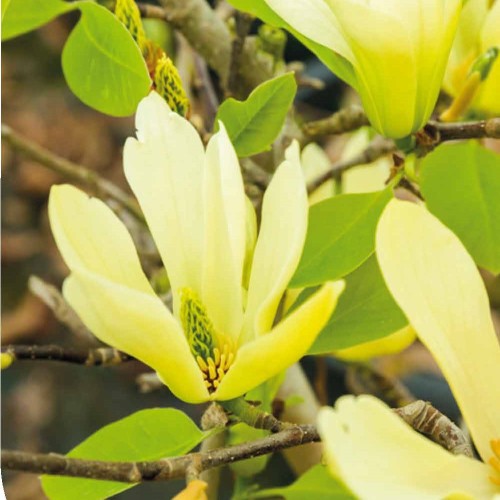 Magnolia Yellow Lantern - Magnolie ( Tulipantræ )