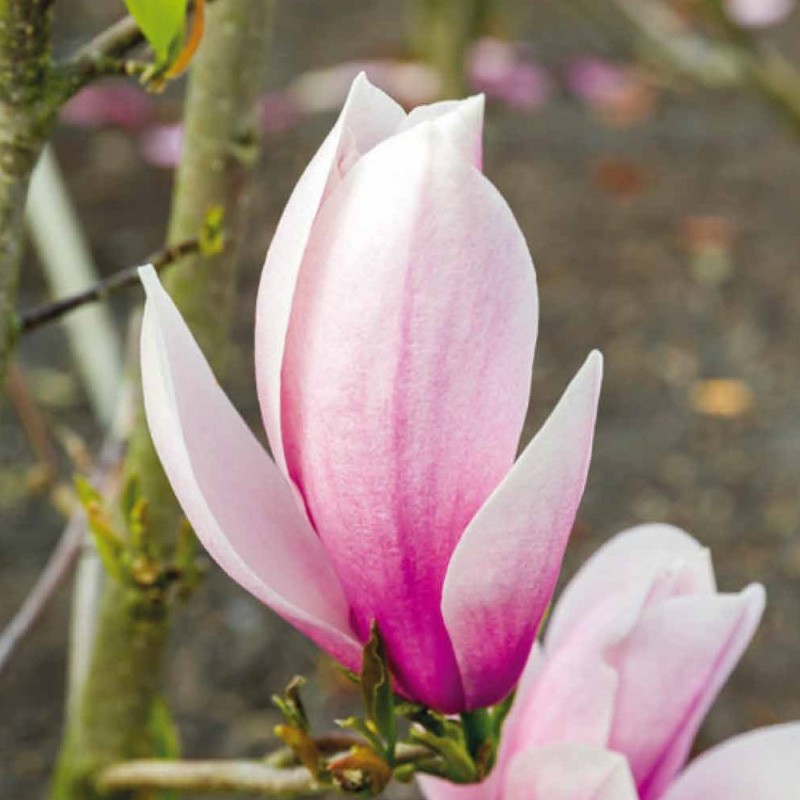Magnolia Sentinel - Magnolie ( Tulipantræ )