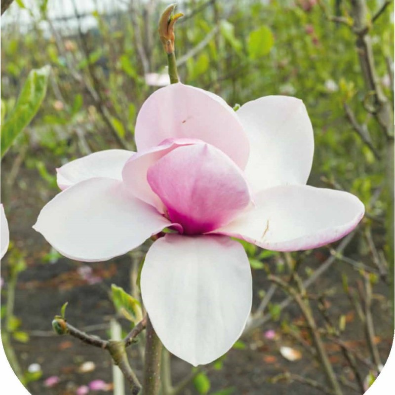 Magnolia Tikitere
