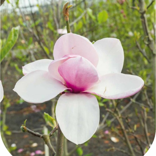 Magnolia Tikitere