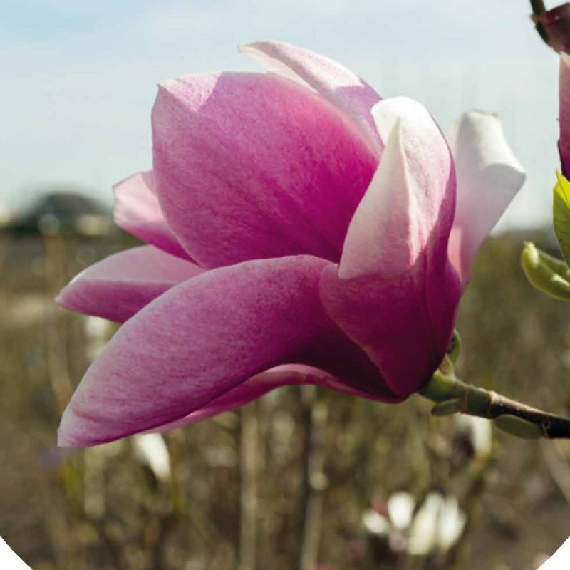 Magnolia Big Dude - Magnolie ( Tulipantræ ) Magnolia Big Dude - Magnolie ( Tulipantræ )
