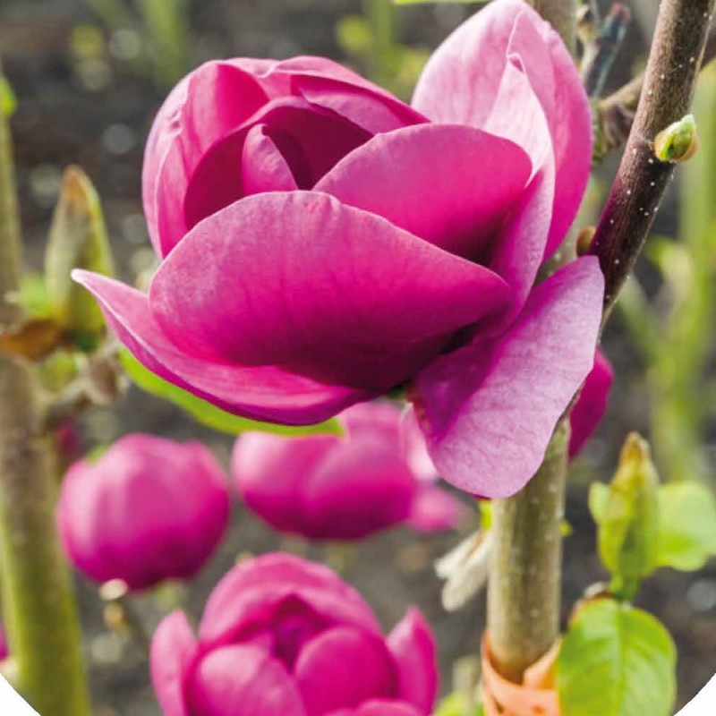 Magnolia soulangeana Black Tulip - Magnolie ( Tulipantræ ) Magnolia soulangeana Black Tulip - Magnolie ( Tulipantræ )