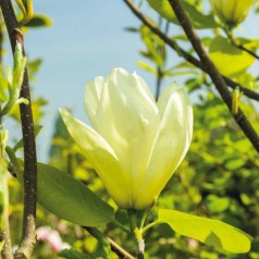 Magnolia brooklynensis Elizabeth - Magnolie ( Tulipantræ )