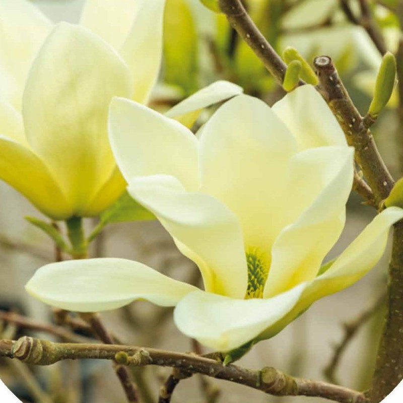 Magnolia brooklynensis Elizabeth - Magnolie ( Tulipantræ )