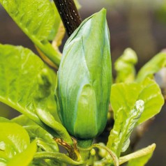 Magnolia acuminata Blue Opal - Magnolie ( Tulipantræ )