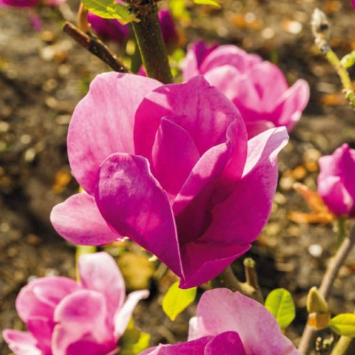 Magnolia Cleopatra - Magnolie ( Tulipantræ )