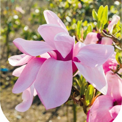 Magnolia Yaeko - Magnolie