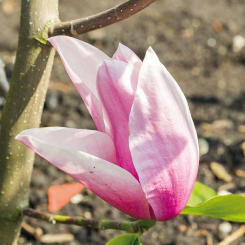 Magnolia Star Wars - Magnolie ( Tulipantræ ) Magnolia Star Wars - Magnolie ( Tulipantræ )