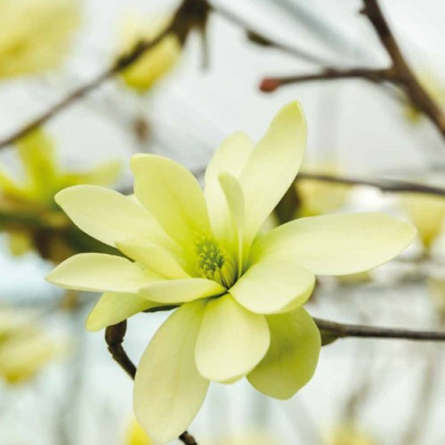 Magnolia acuminata Gold Star