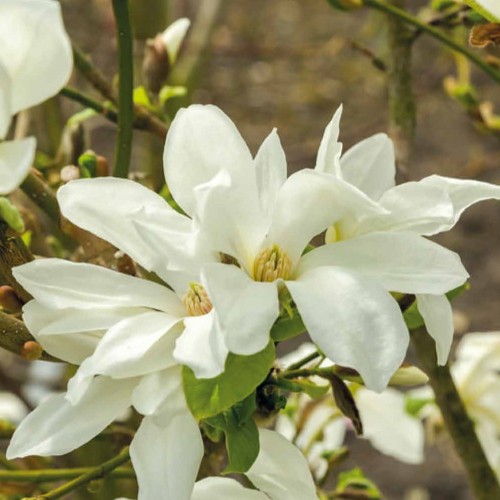 Magnolia kobus Isis - Japansk Søjlemagnolia ( Tulipantræ )