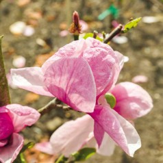 Magnolia Pink Delight - Magnolie ( Tulipantræ )